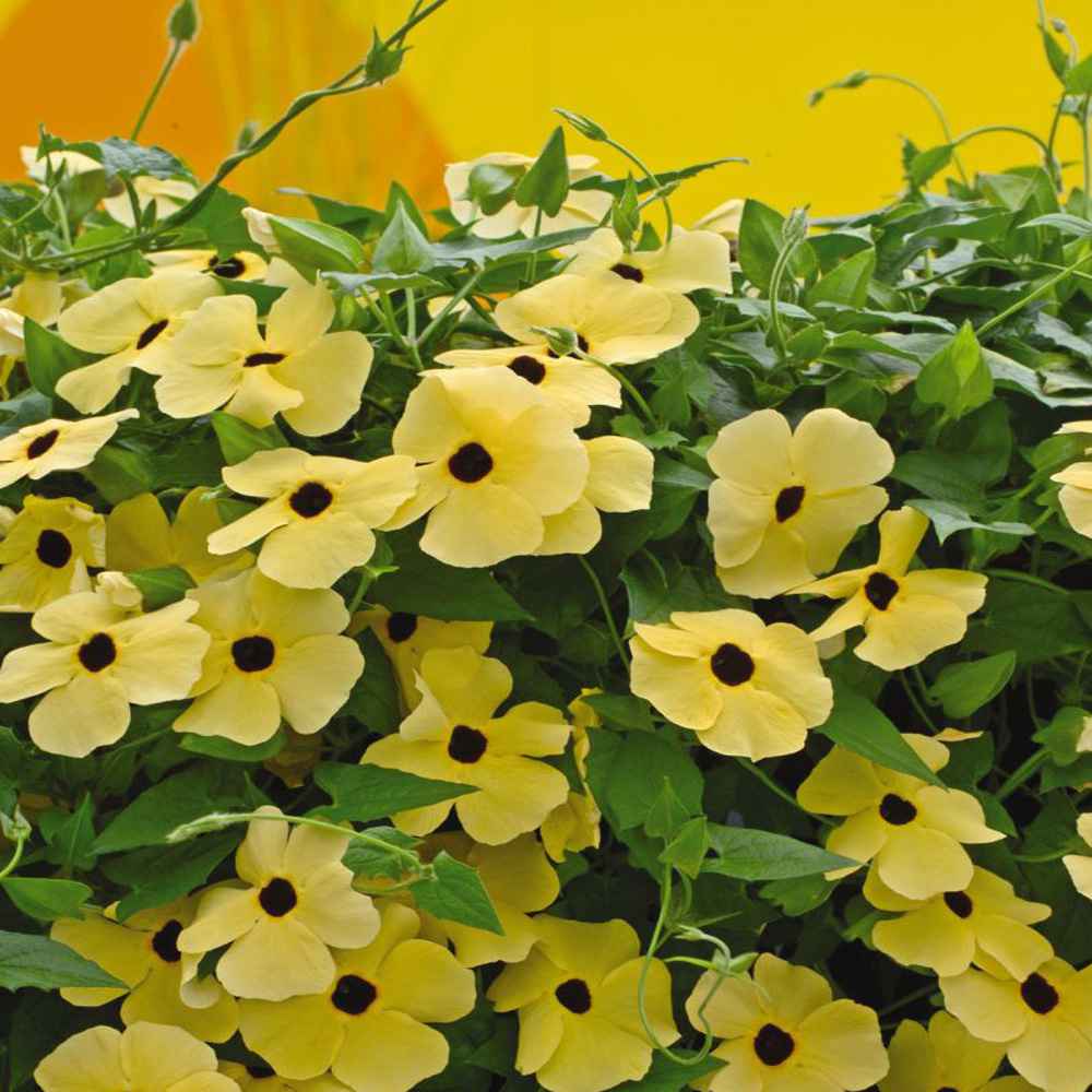 GroCo 55 SEEDS Yellow flower THUNBERGIA black-eyed susan vine