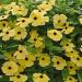 Thunbergia Yellow Flowers