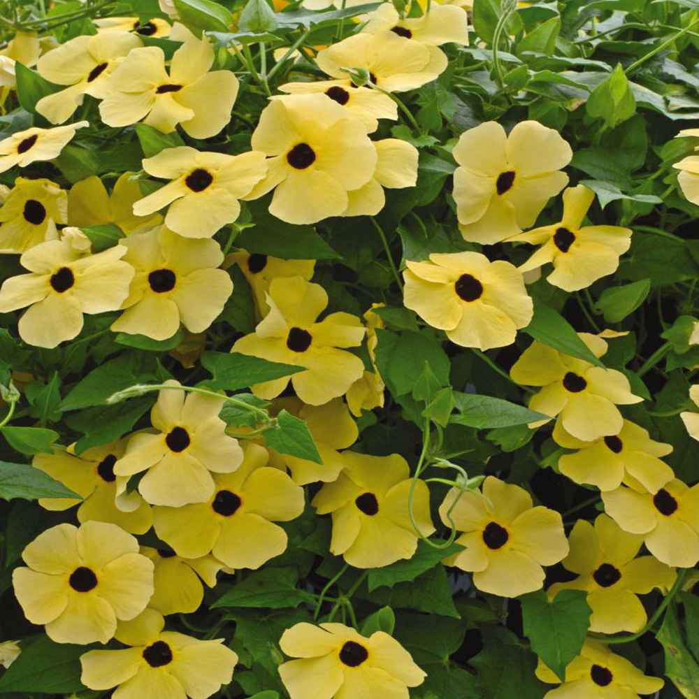 Thunbergia Seeds Yellow Black Eyed Susan Vine Flower Seed