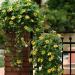 Yellow Thunbergia Climbing Trellis Plants