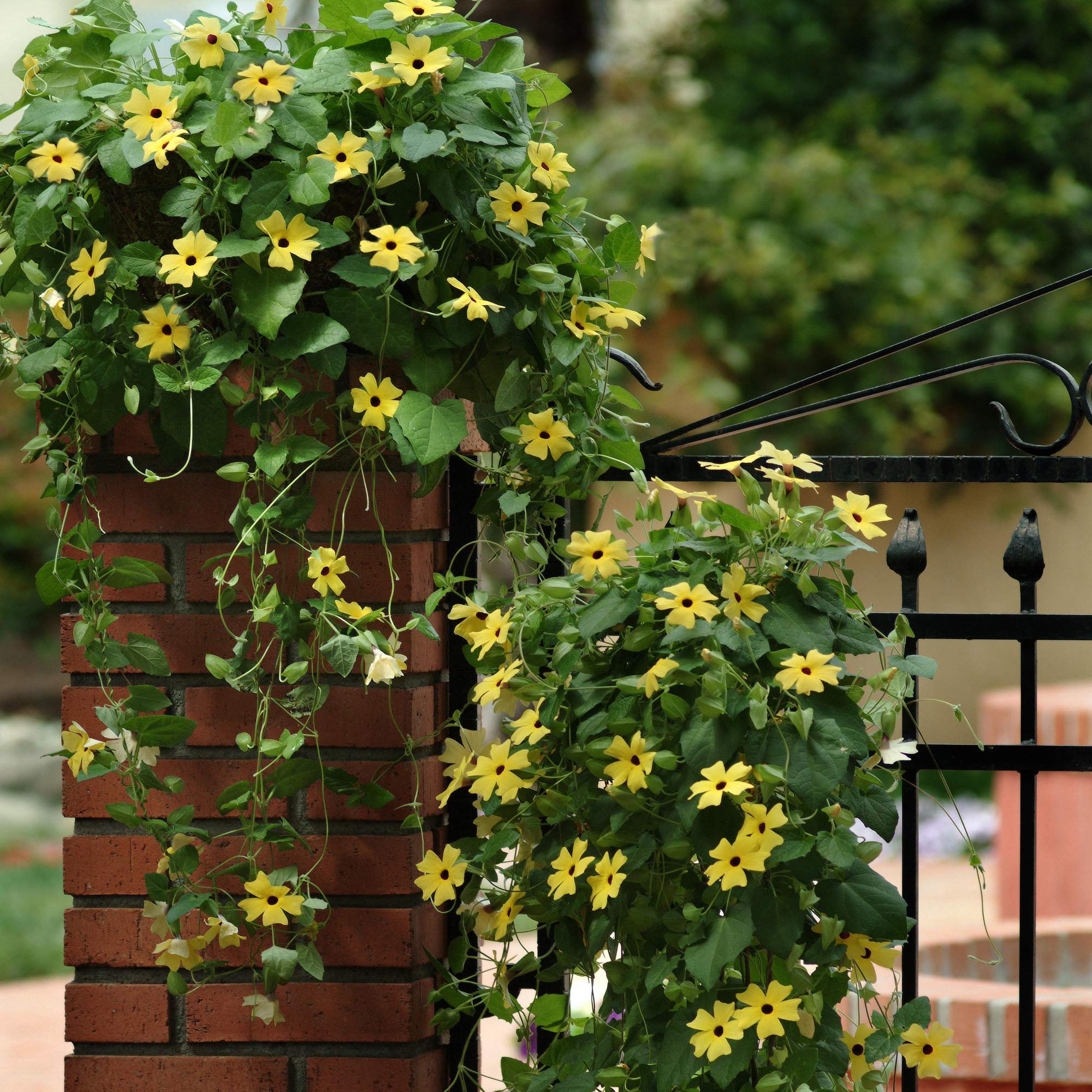 Thunbergia Seeds Yellow Black Eyed Susan Vine Flower Seed