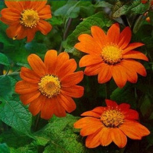 Mexican Sunflower Goldfinger