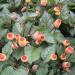 Toothache Plant Spilanthes Flower