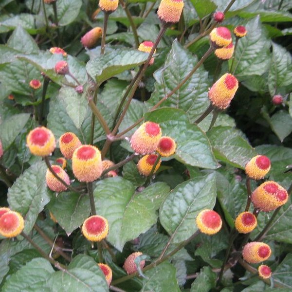 17+ Toothache Plant Seeds