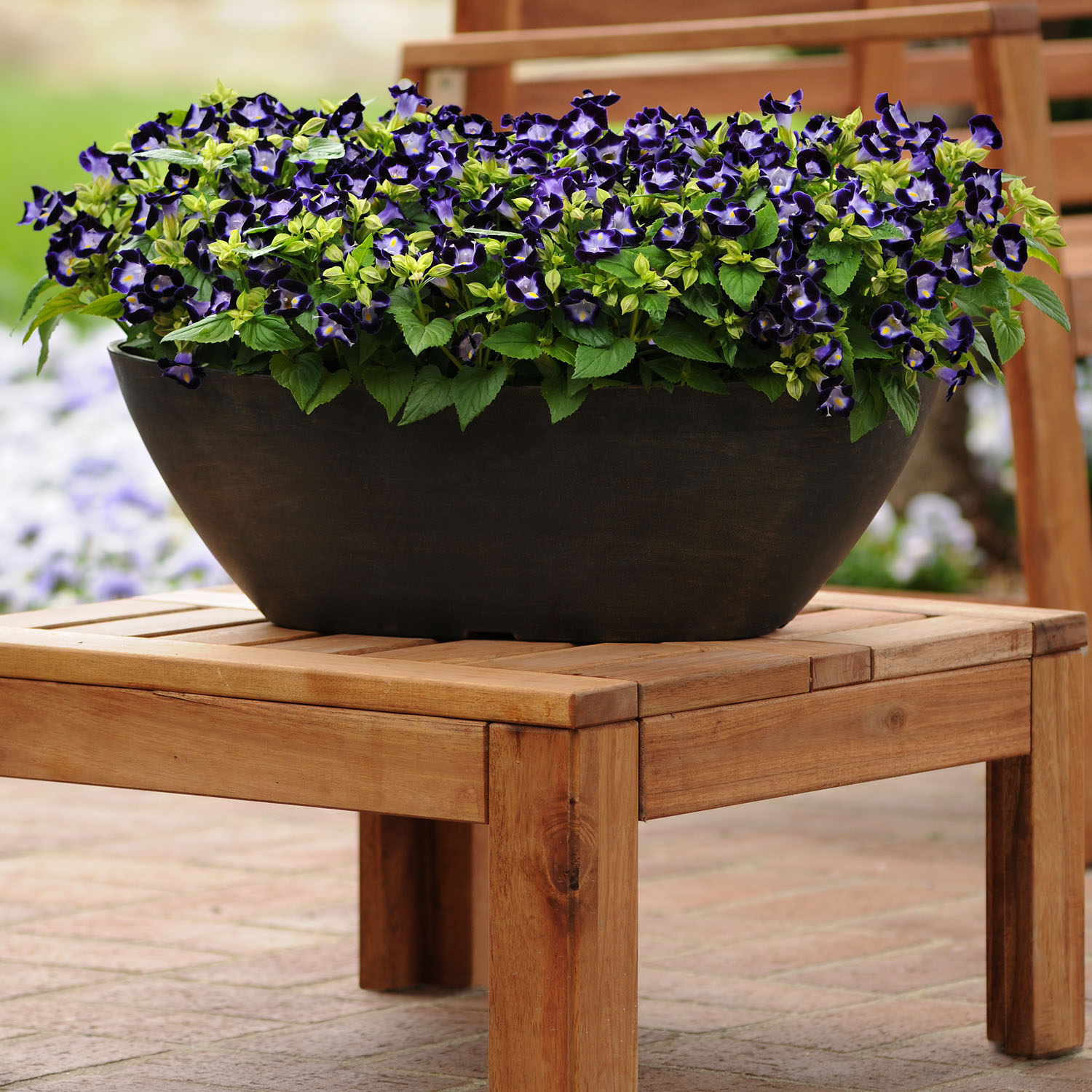 Torenia Wishbone Deep Blue Flowers