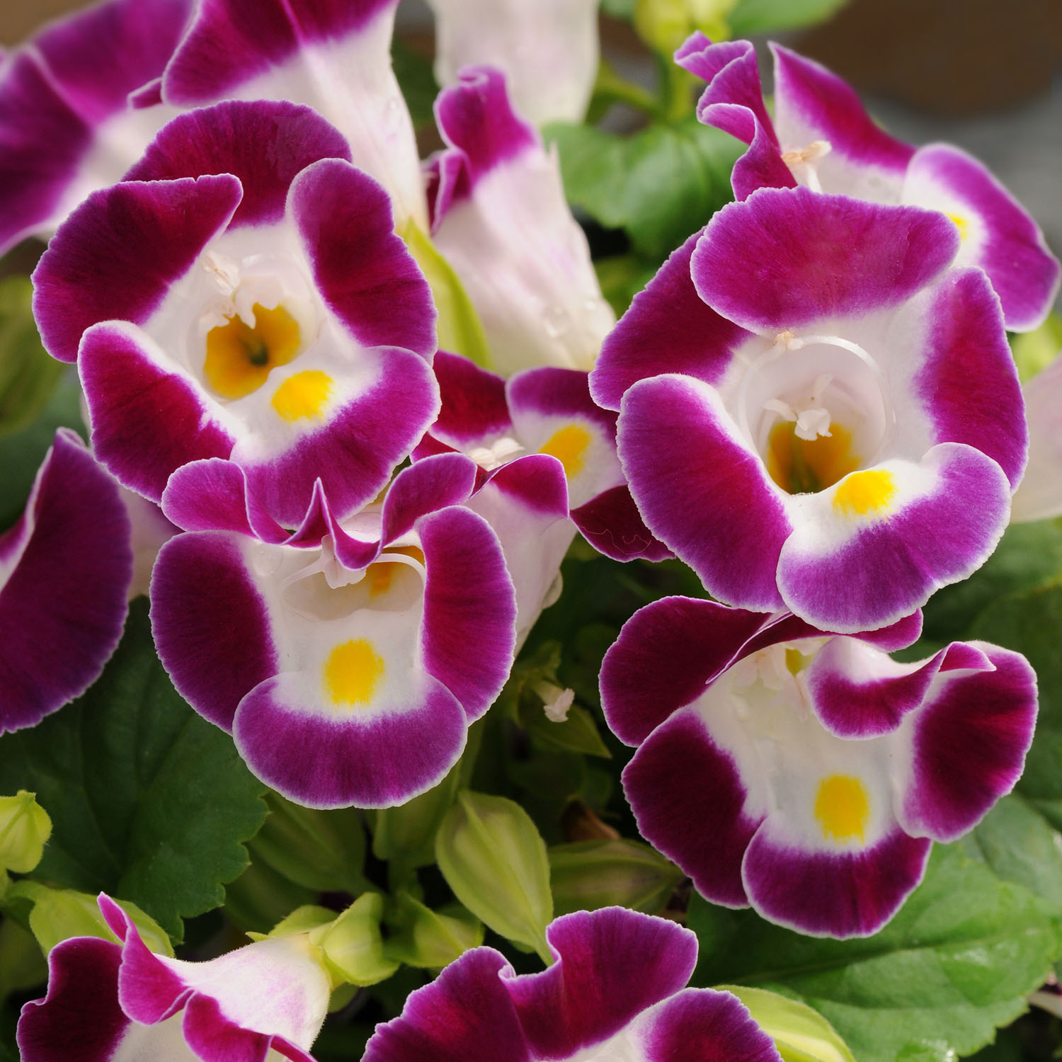 These Wishbone Flowers...