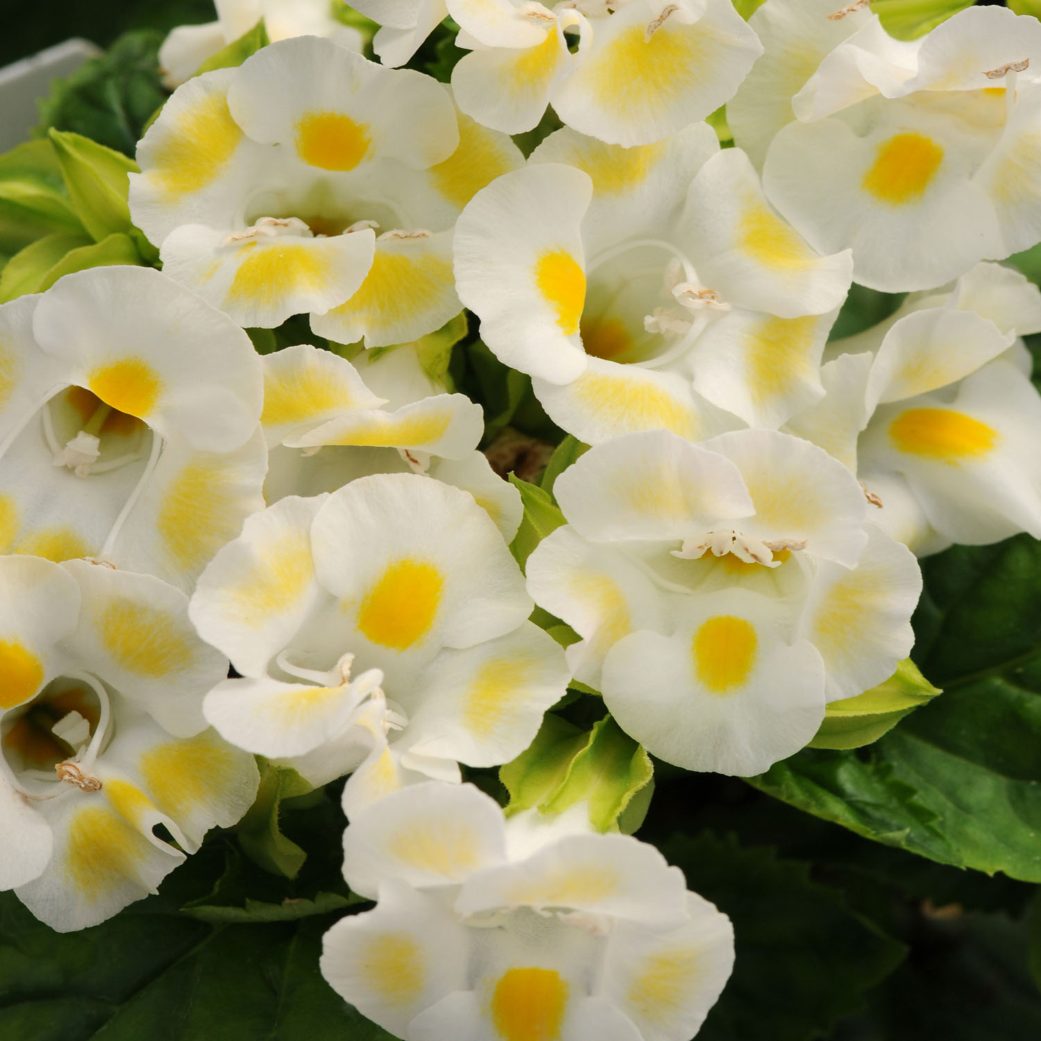 Torenia Seeds | Lemon Drop