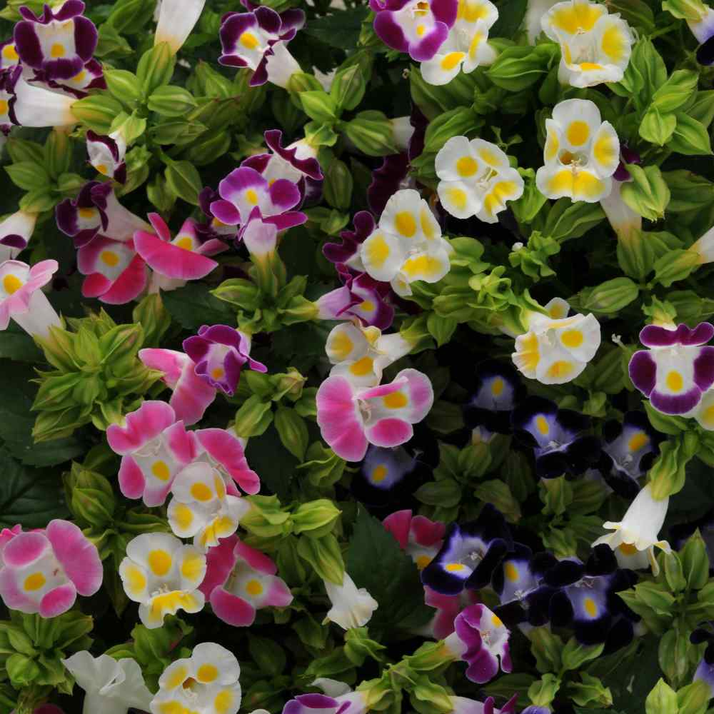 Torenia Fournieri Flower Mix