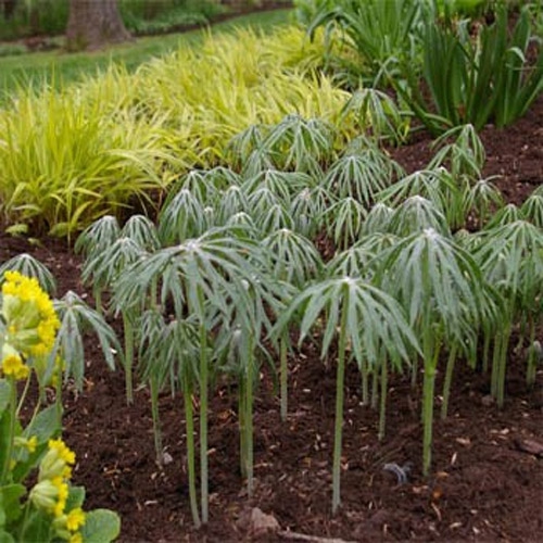 Cyperus Umbrella Plant
