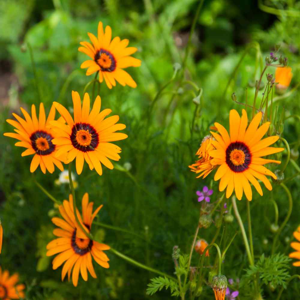 Ursinia Antemoides Orange Flowers