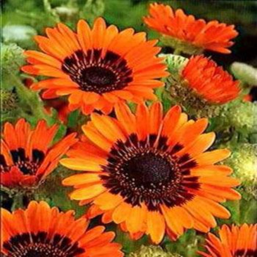 Venidium Orange
