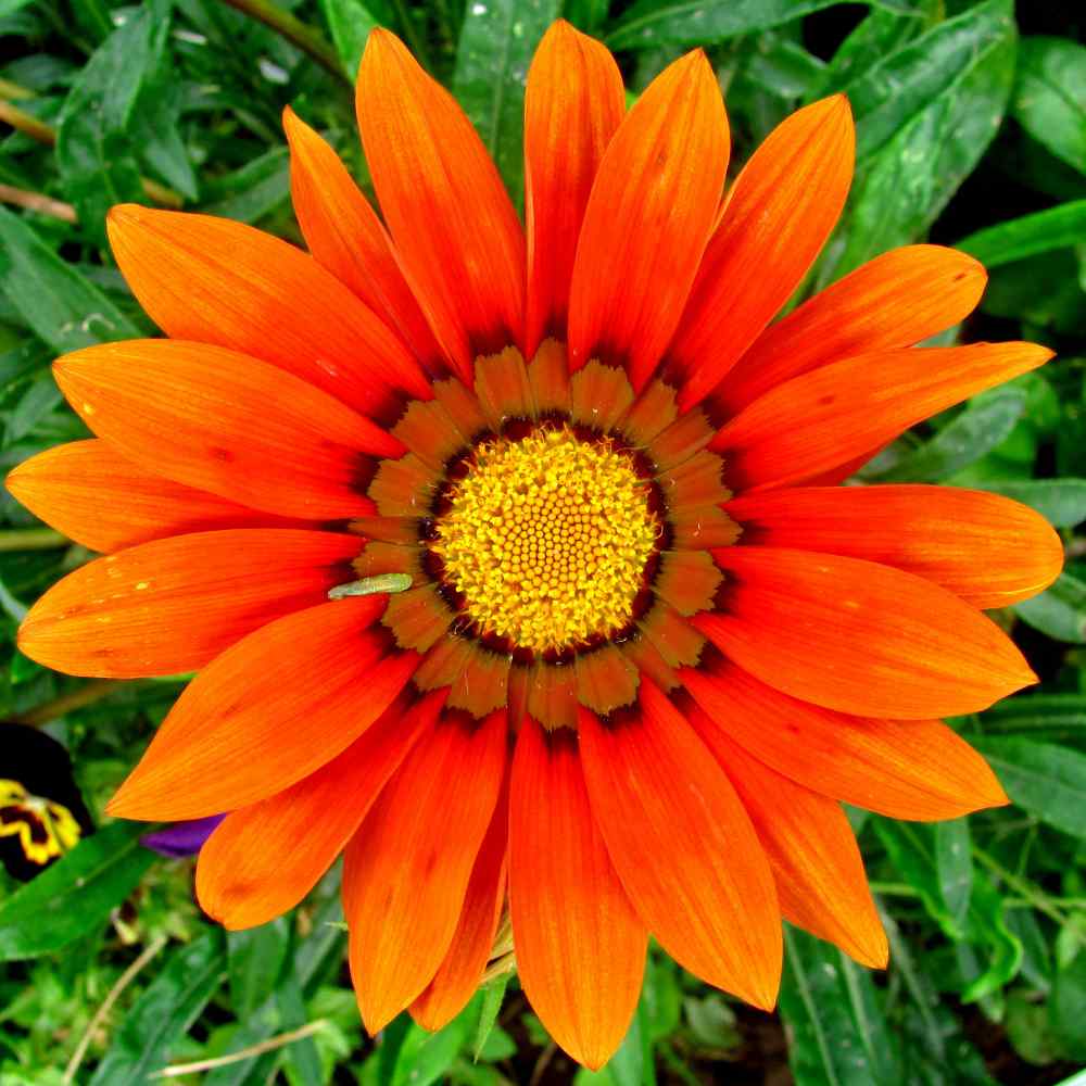 Venidium Orange Garden Flowers