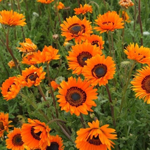 Venidium Orange Flowers