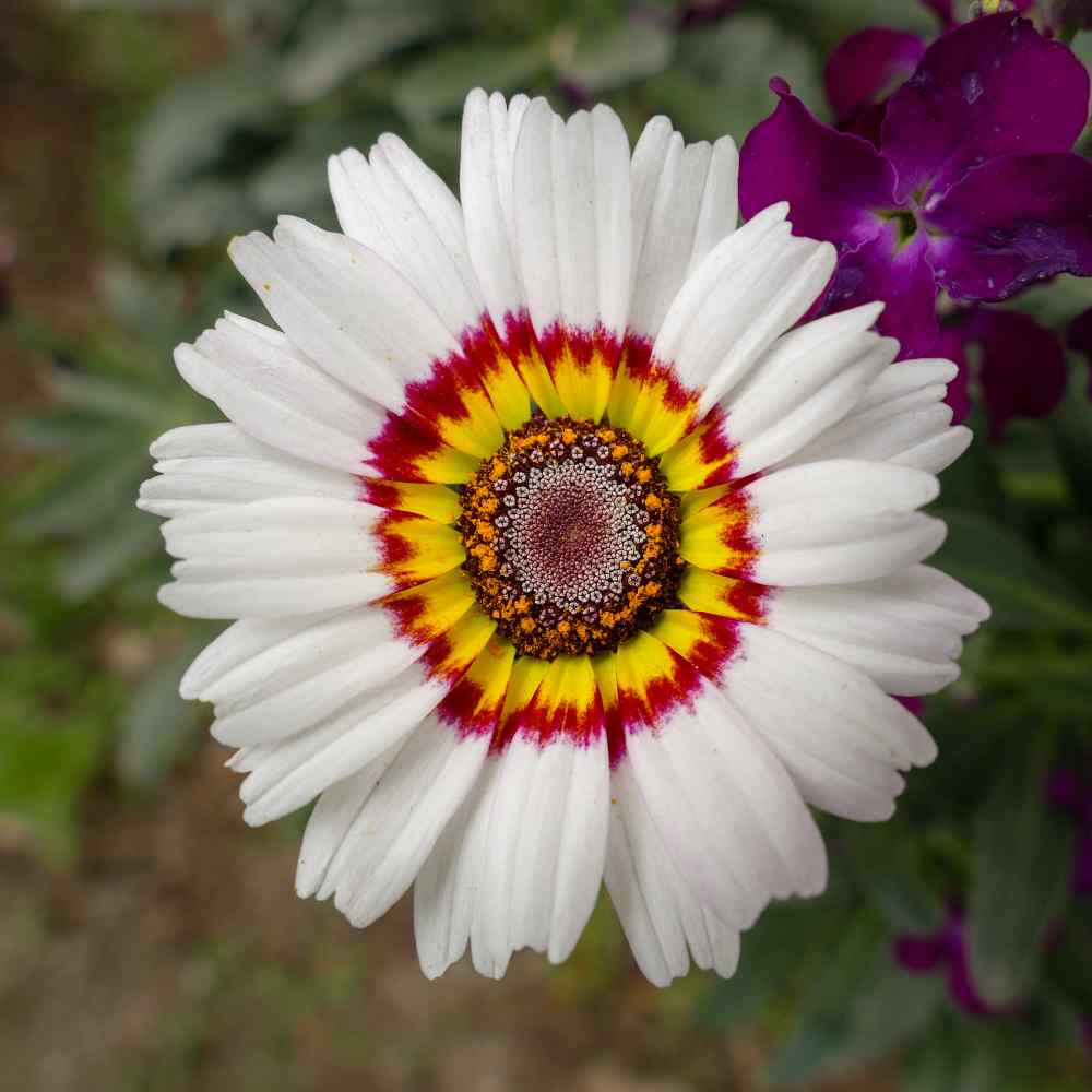 Annual Venidium White Plants