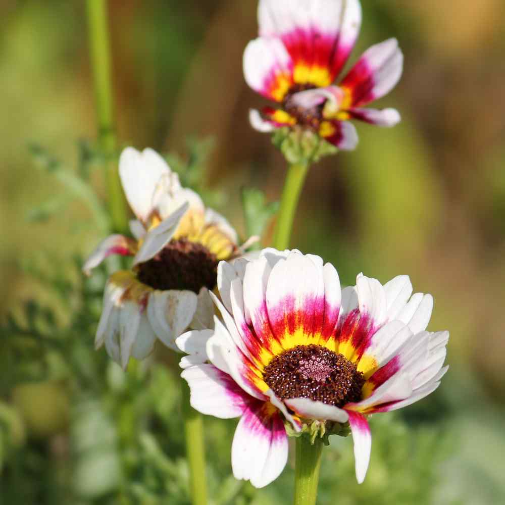 Venidium White Garden Flowers