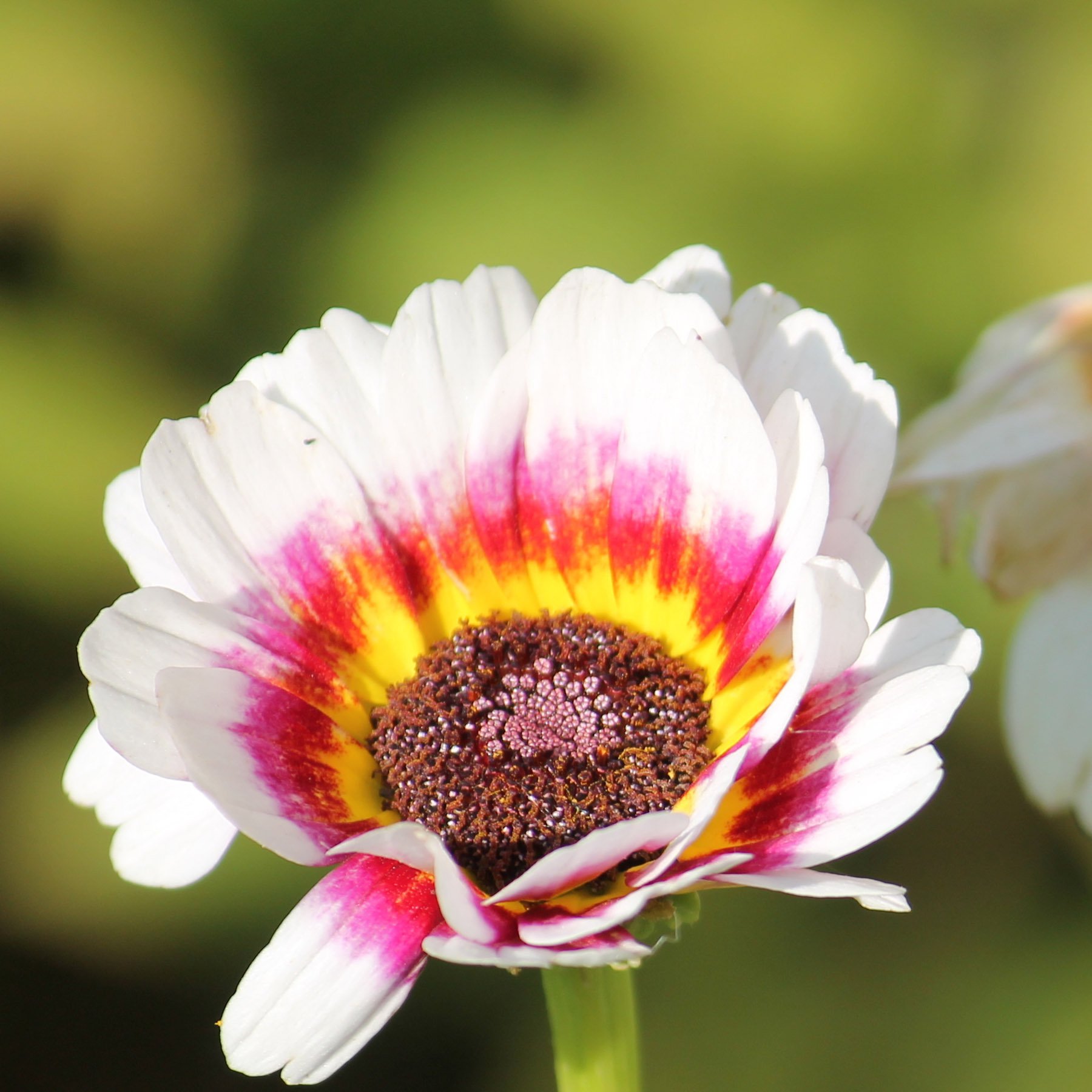 White Monarch of the Veldt Flowers