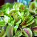 Venus Flytrap Plant