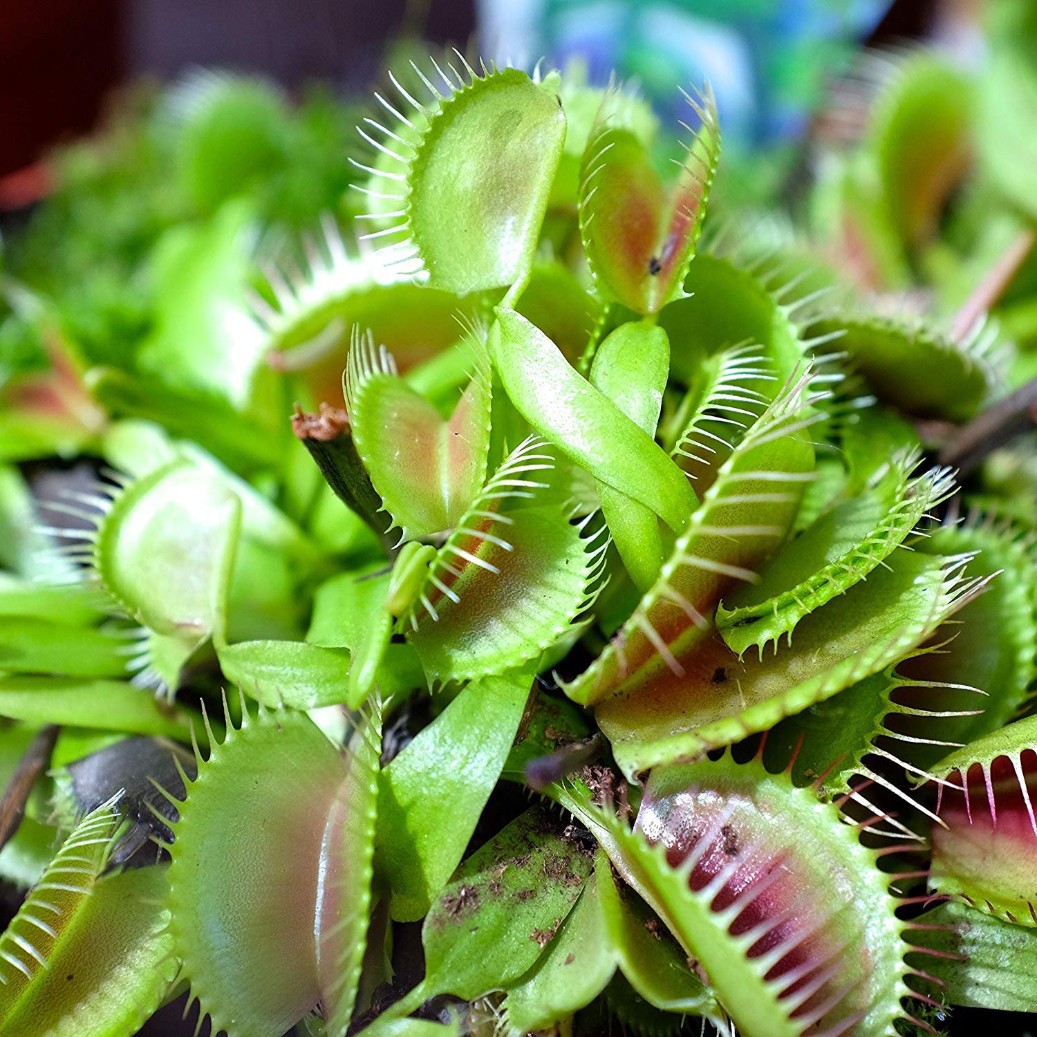 Dionaea Muscipula Venus Flytrap Flower Seeds Dionaea Muscipula Venus Flytrap Flower Seeds