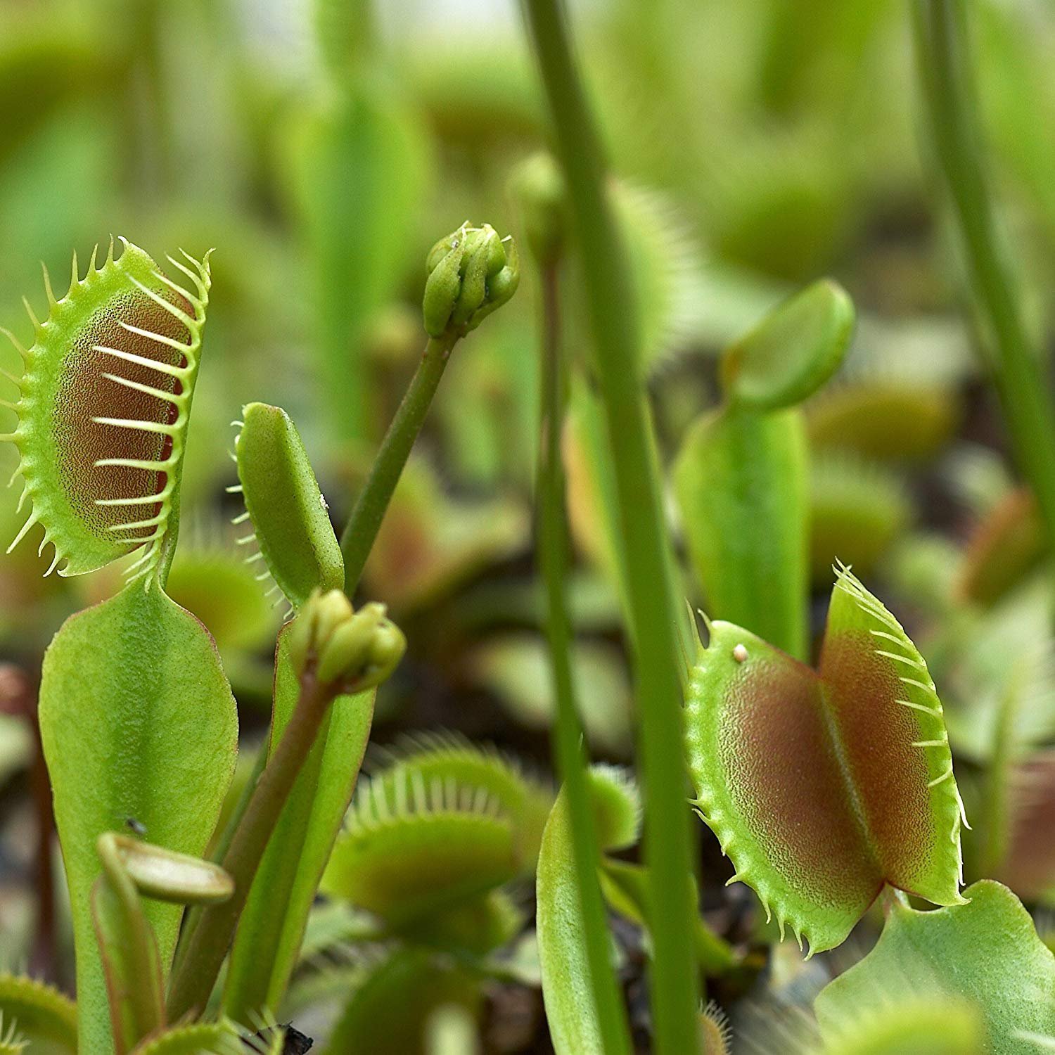 Should I let my Venus Flytrap flower?