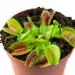 Venus Flytrap Potted Plant