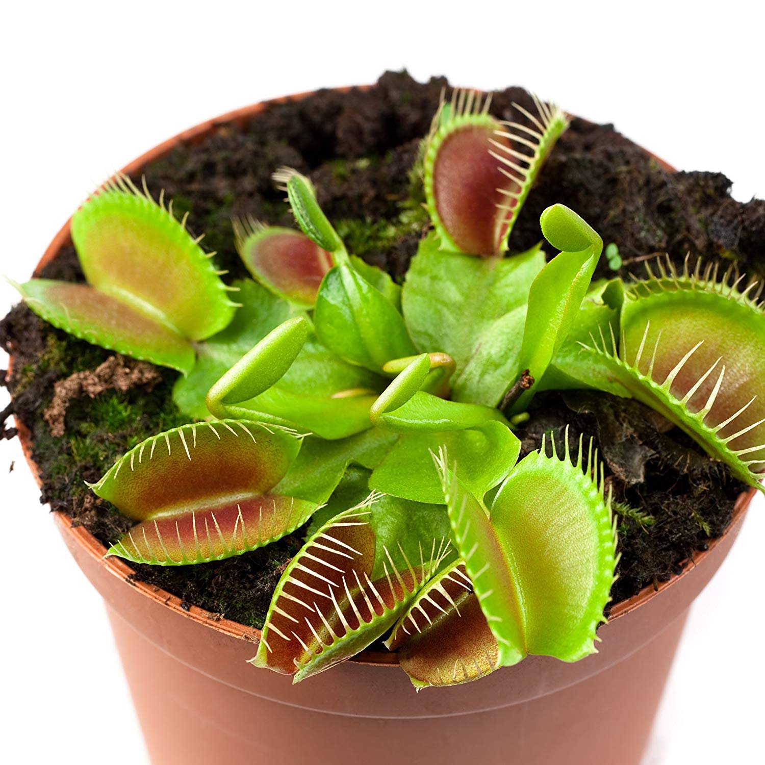 Venus Fly Trap Fresh 10 Seeds.