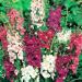 Verbascum Flower Seed Mix