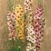 Verbascum Southern Charm Flower Seed Mix