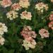 Verbena Apricot Flower