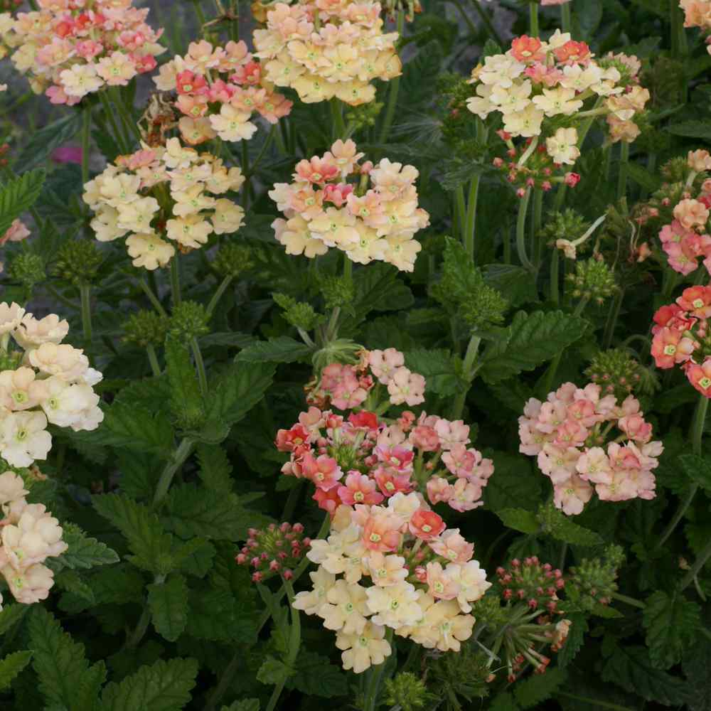 Types Of Verbena Flowers at Rita Ware blog