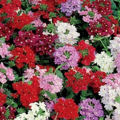 Verbena Florist Flower Seed Mix