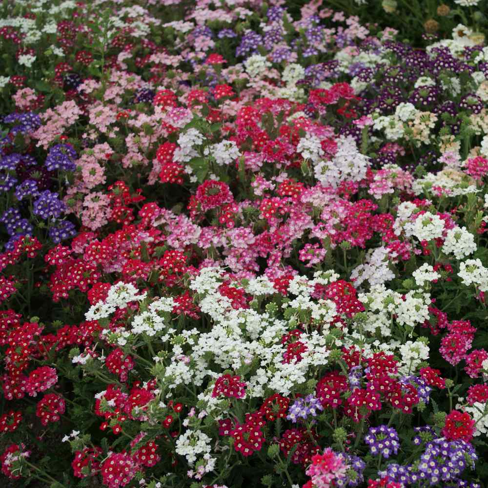 Verbena Seeds | Florist Mix