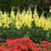 Verbena Scarlet Groundcover