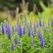 Veronica Spike Speedwell Plants