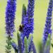 Perennial Veronica Spicata