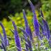 Veronica Spicata Plants