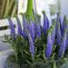 Veronica Spicata Flowers