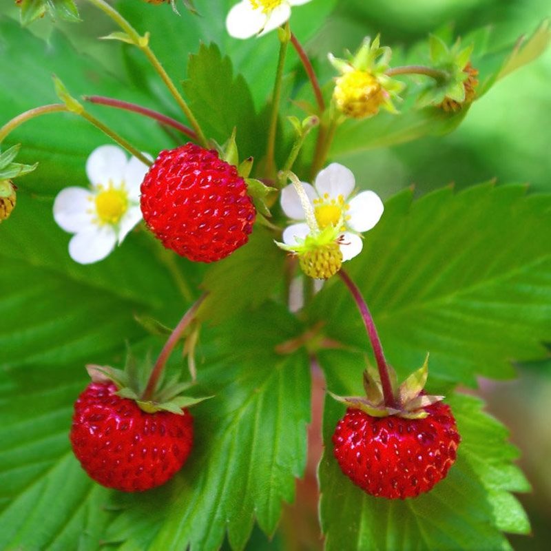 Strawberry Vesca Baron Fruits
