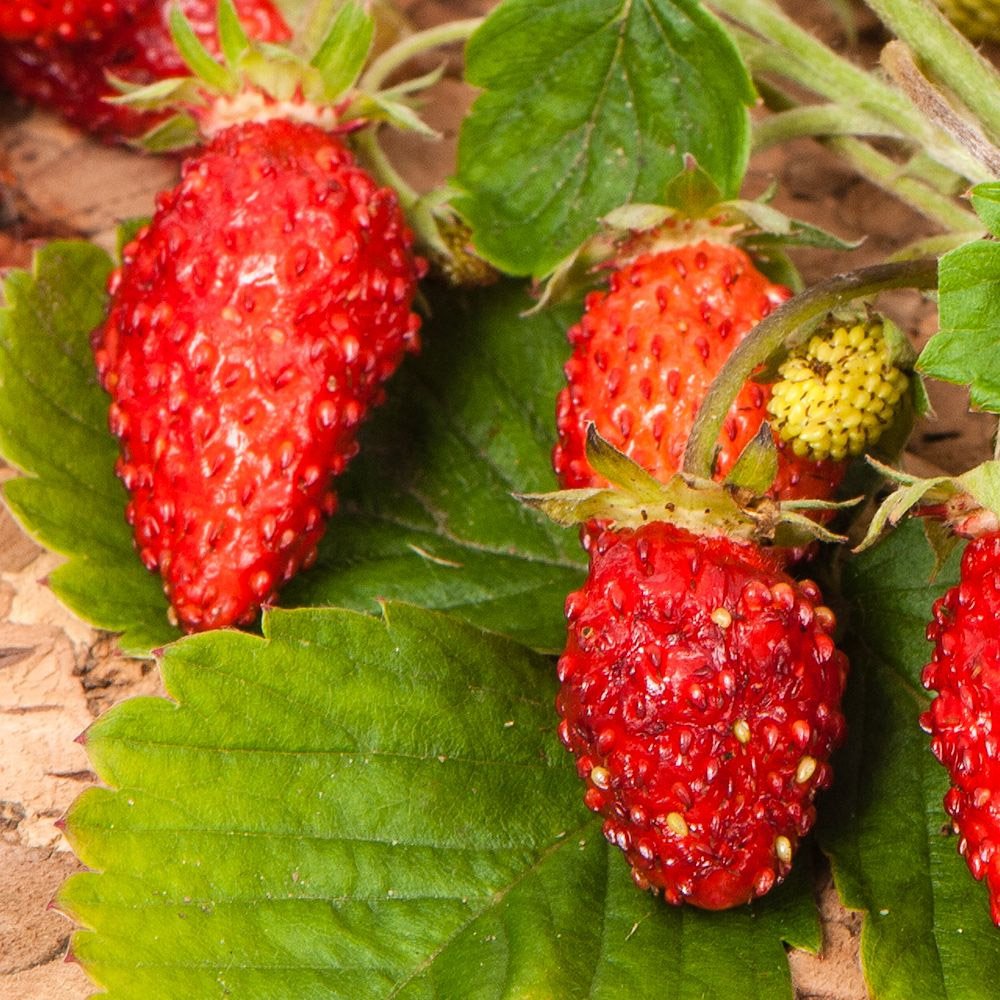 Strawberry Vesca Baron Plants