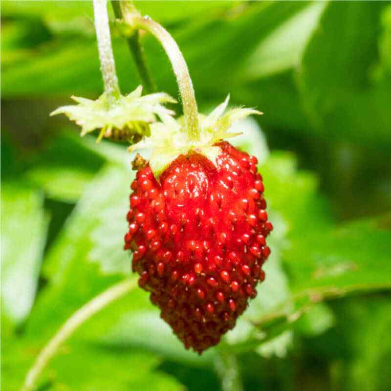 Strawberry Vesca Baron Flowers