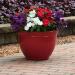 Vinca American Pie Ground Cover Plants