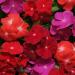 Vinca Pacifica XP Mix Bold