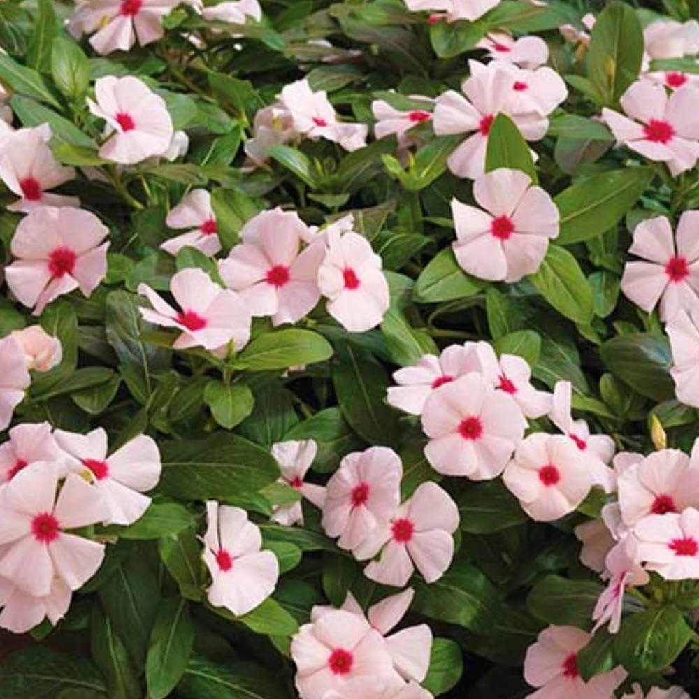 Vinca Cobra Apricot