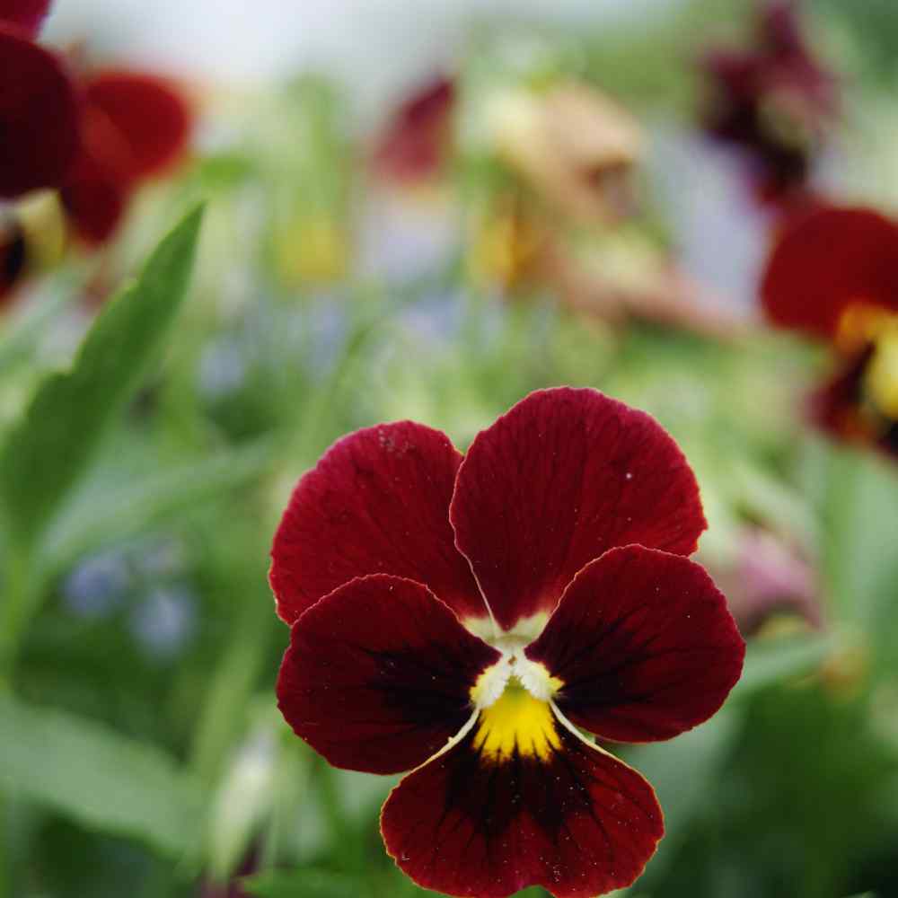 Perennial 200 Viola Seeds Viola Arkwright Ruby 