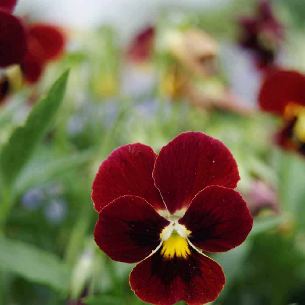 Viola Seeds | Arkwright Ruby