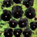 Black Pansy