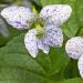 Spotted Viola Garden Flowers