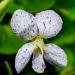 Perennial Viola Freckles