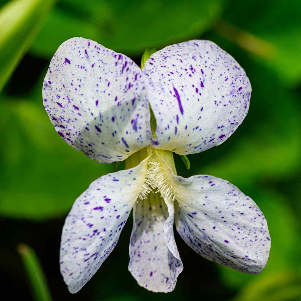 Viola Freckles - Spotted Viola Flowers From Seeds