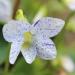 Viola Freckles Garden Flowers