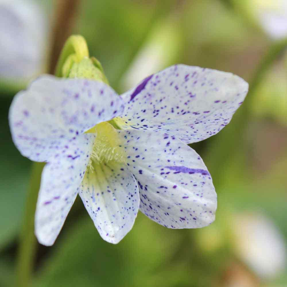 Viola Seeds | Freckles